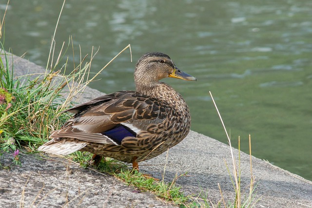 Hemmelige teknikker: Sådan spotter du svære mønstre i krydsord